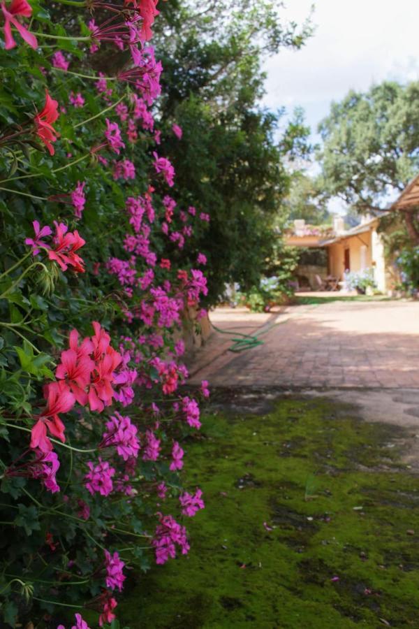 B&B Le Corti Di Aloa San Pantaleo Ngoại thất bức ảnh